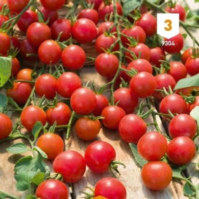 Tomate cerise sweet baby