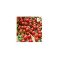 Tomate cerise sweet baby