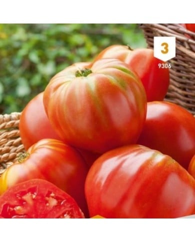 Tomate coeur de boeuf