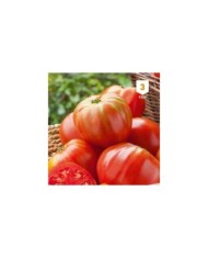 Tomate coeur de boeuf