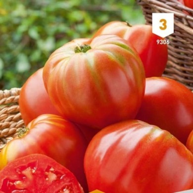 Tomate coeur de boeuf