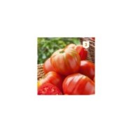 Tomate coeur de boeuf