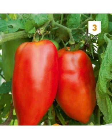 Tomate cornue des Andes