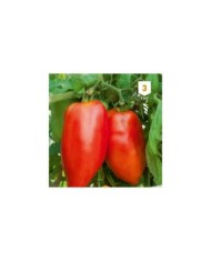 Tomate cornue des Andes