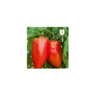 Tomate cornue des Andes