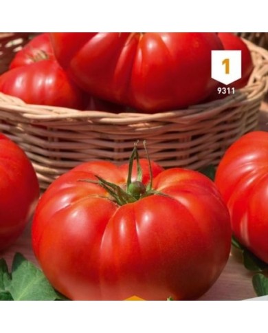 Tomate Marmande