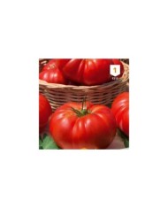 Tomate Marmande