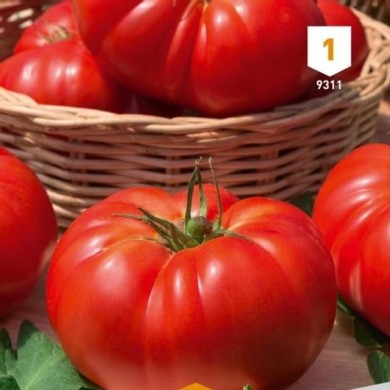 Tomate Marmande