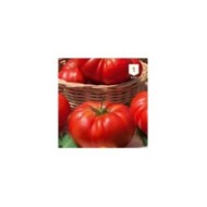 Tomate Marmande