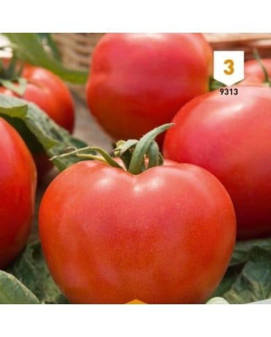 Tomate Montfavet 63/5