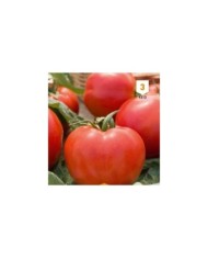 Tomate Montfavet 63/5