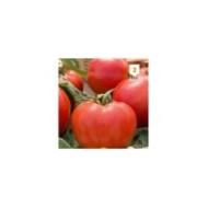 Tomate Montfavet 63/5