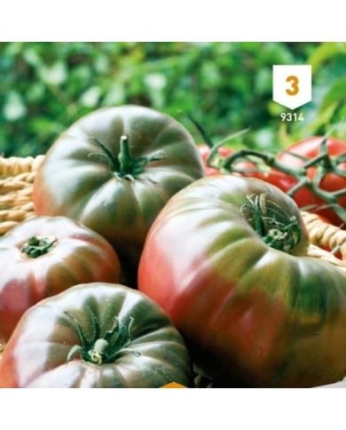 Tomate Noire de Crimée
