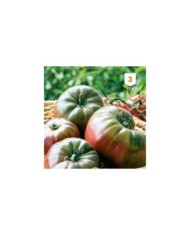 Tomate Noire de Crimée