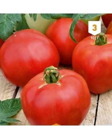 Tomate Pyros