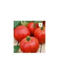 Tomate Pyros