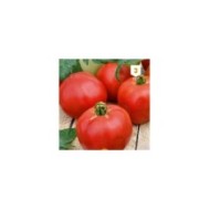 Tomate Pyros
