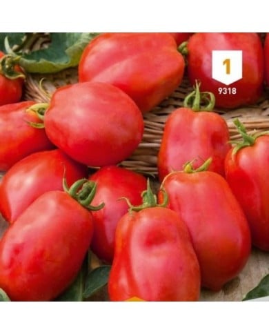 Tomate Roma