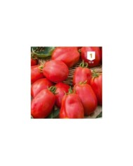 Tomate Roma