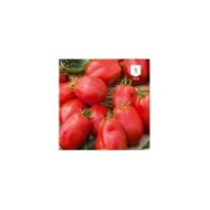 Tomate Roma