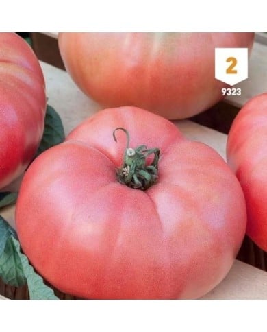Tomate Rose de Berne
