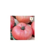 Tomate Rose de Berne