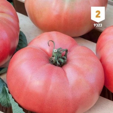 Tomate Rose de Berne
