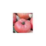 Tomate Rose de Berne