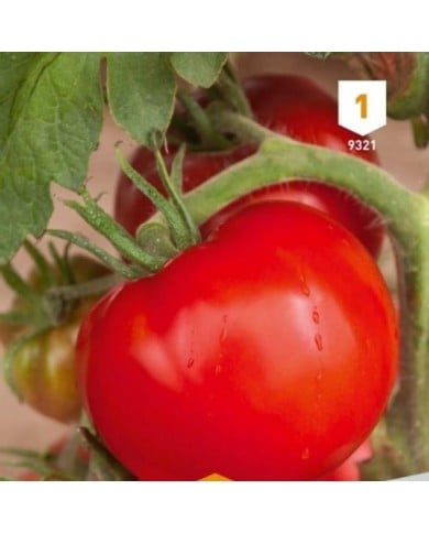 Tomate Saint-Pierre