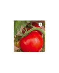 Tomate Saint-Pierre