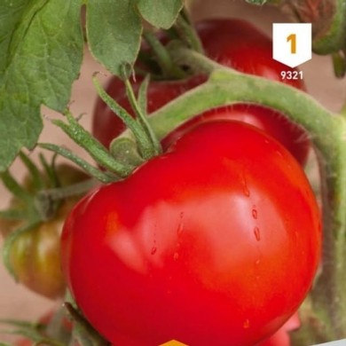 Tomate Saint-Pierre