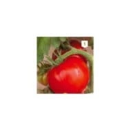 Tomate Saint-Pierre