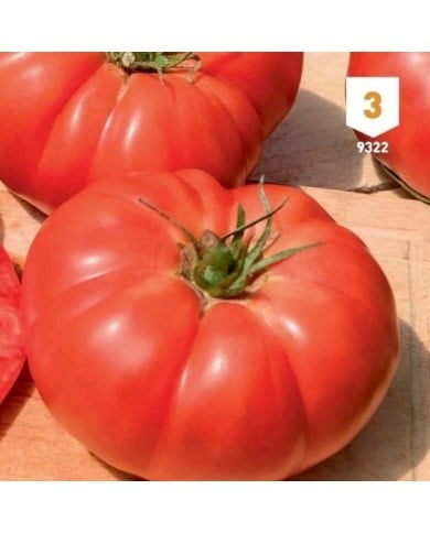 Tomate Supersteack F1