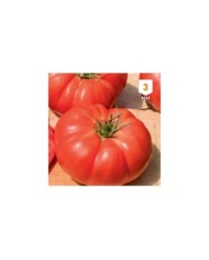 Tomate Supersteack F1