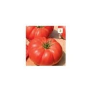 Tomate Supersteack F1