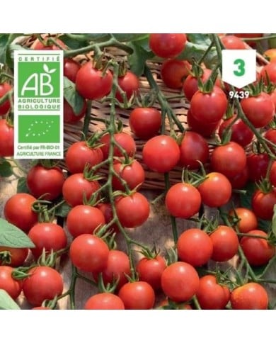 Tomate cerise Bio