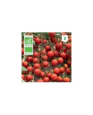 Tomate cerise Bio