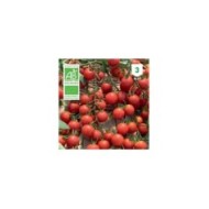 Tomate cerise Bio