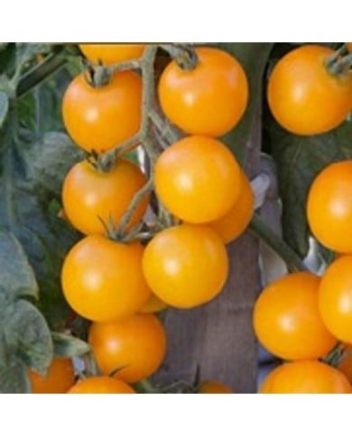 Tomate jaune gold wing f1