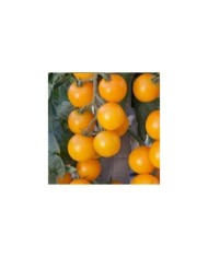 Tomate jaune gold wing f1