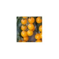 Tomate jaune gold wing f1