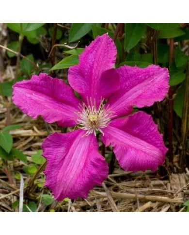Clématite 'Ernest Markham'