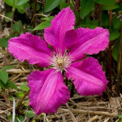 Clématite 'Ernest Markham'