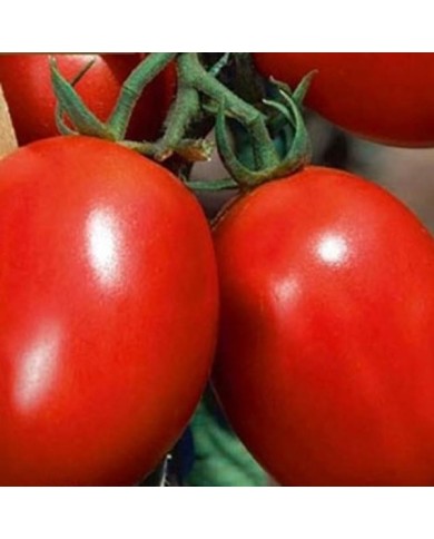 Tomate allongée Colibri F1