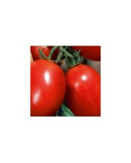 Tomate allongée Colibri F1