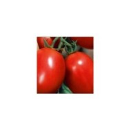 Tomate allongée Colibri F1