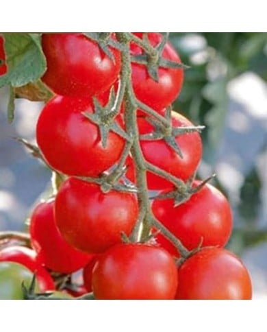 Tomate cerise Minoprio F1