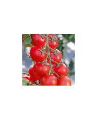 Tomate cerise Minoprio F1