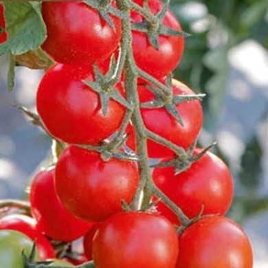 Tomate cerise Minoprio F1