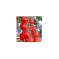 Tomate cerise Minoprio F1